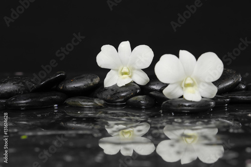 Two White orchid blossom with black on wet background