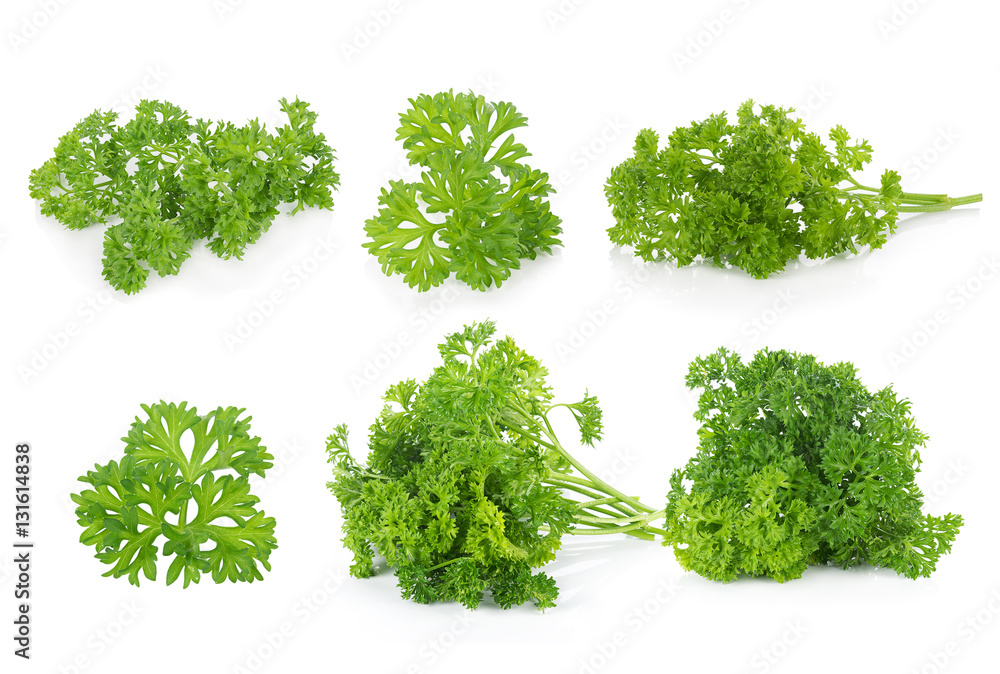 parsley isolated on white background parsley isolated on white background