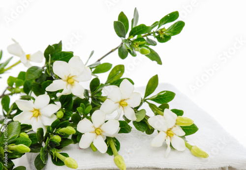 gardenia on towel –white background