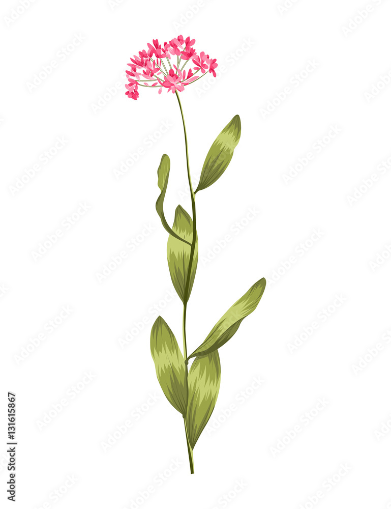 Plants and herbs background. Isolated flower