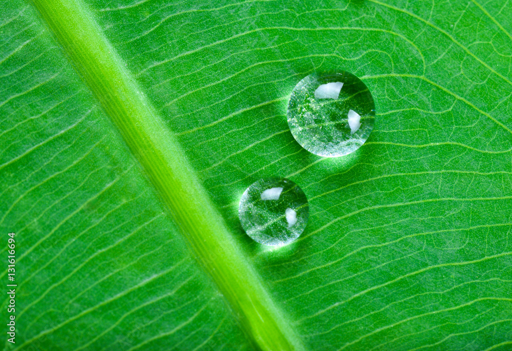 water rolling on a lotus leaf