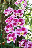bunch of beautiful orchid