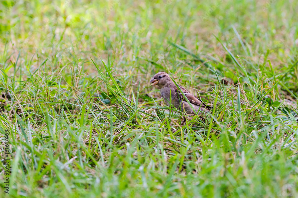 Chipping Sparrow Chipping Sparrow