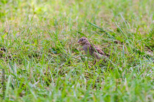 Chipping Sparrow © Scott Strickland