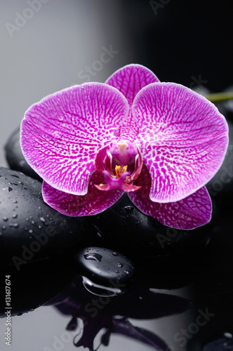 pink orchid on wet black stones 