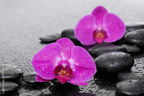 Two red orchid with black stones-wet background 