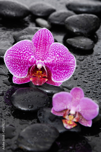 Two orchid with black stones-wet background 