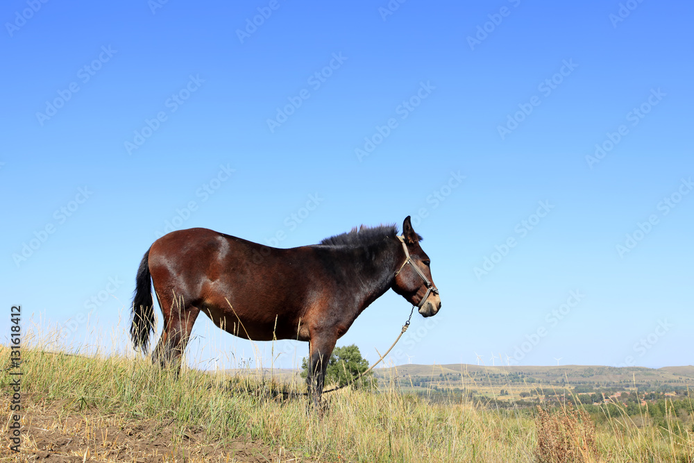 The grasslands of a horse in the autumn The grasslands of a horse in the autumn