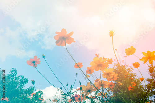 Fototapeta Naklejka Na Ścianę i Meble -  cosmos flower in garden colorful background