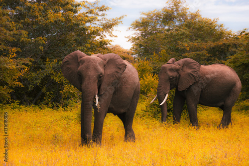 Photography Tw  big elephants walks and grazes in the South African bushes.