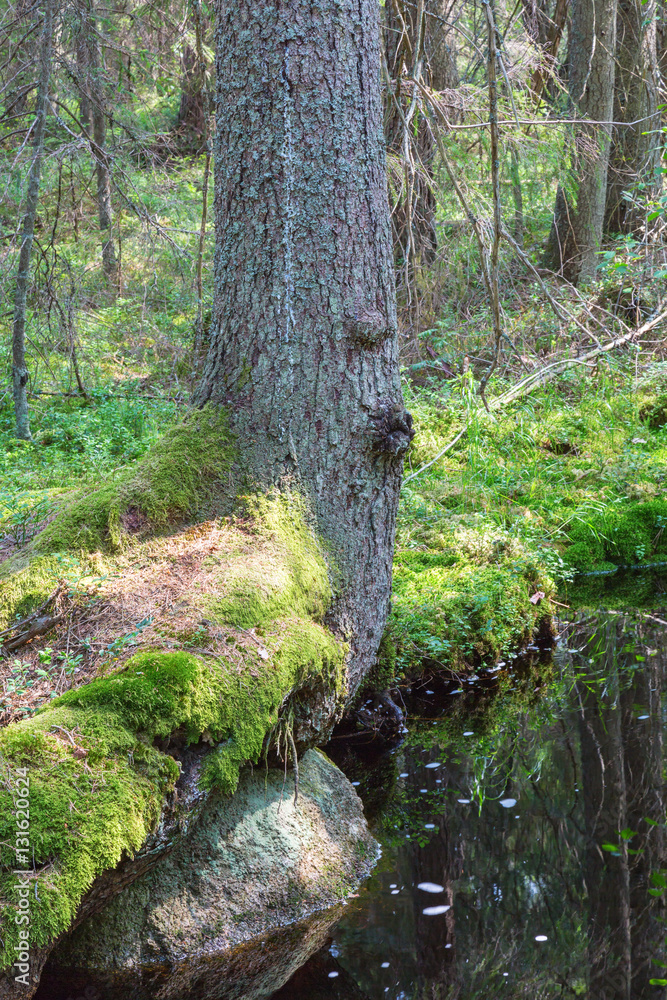 Fototapeta premium Creek in the the forest with a tree trunk