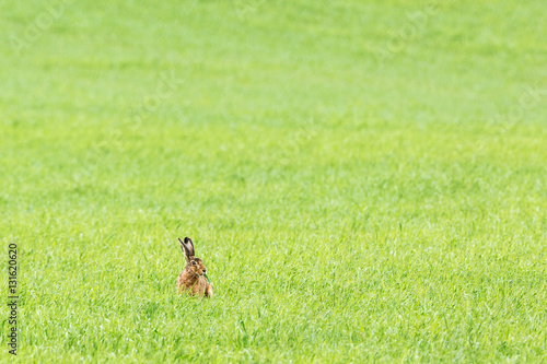Hare sitting and eating grass © Lars Johansson