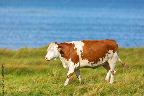 Alone Cow walking on the beach meadow © Lars Johansson