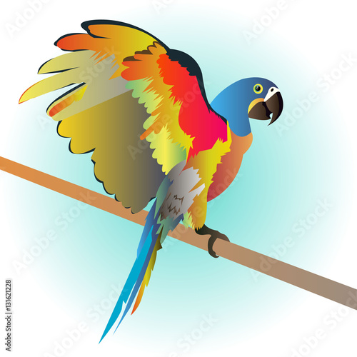 parrot bird vector tropical macaw red colorful