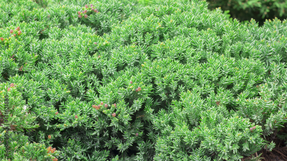 Popular ornamental plants green juniper. It can be used as a background