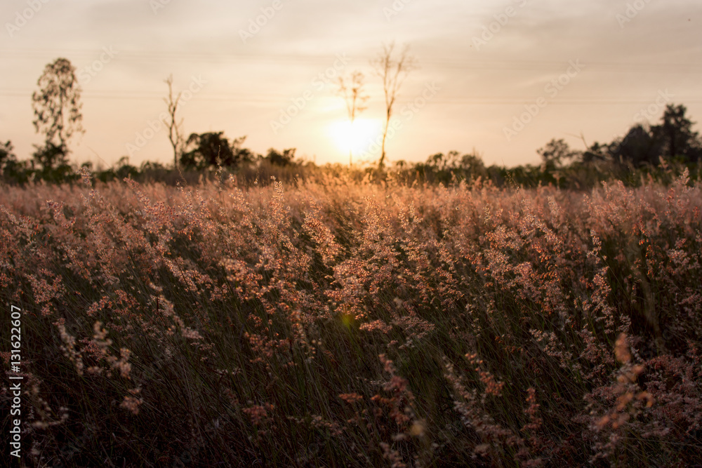 Silhouette of grass flower on sunset background. Silhouette of grass flower on sunset background.