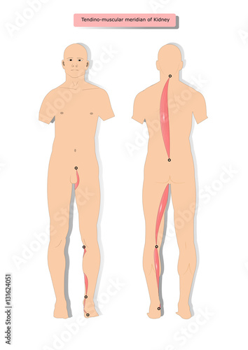 tendino msucular meridian of Kidney