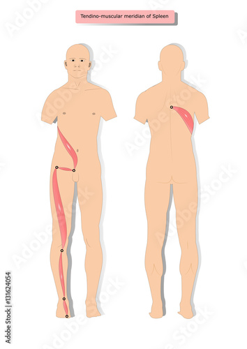 tendino muscular meridian of Spleen