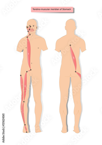 tendino muscular meridian of Stomach