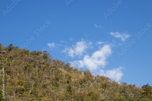 blue sky with clouds and tree