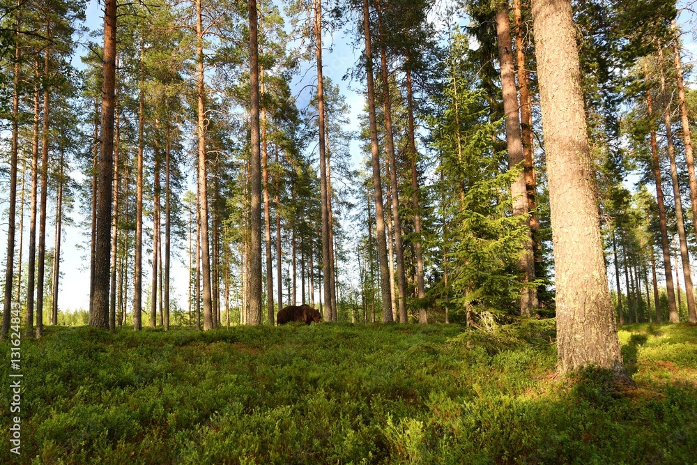 Obraz premium niedźwiedź brunatny w lesie latem