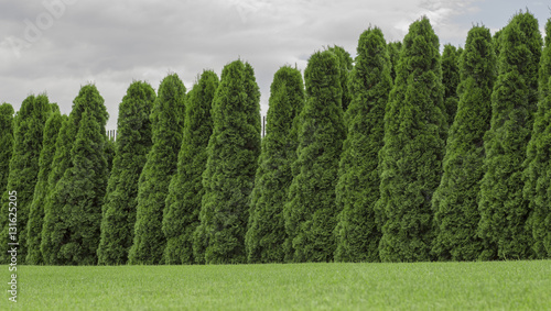 Photos arborvitae hedge, fence of the plant