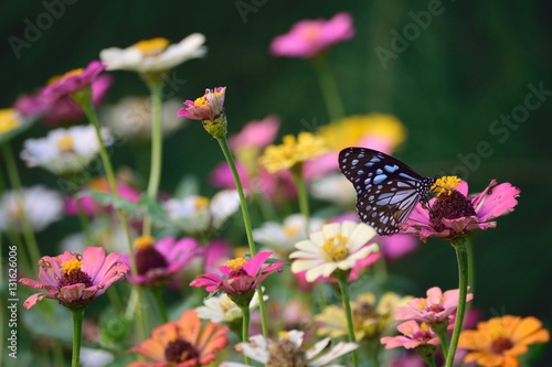 Butterfly park Srirangam