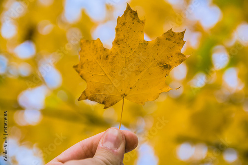 Fallen maple tree leaf held up with blurred background