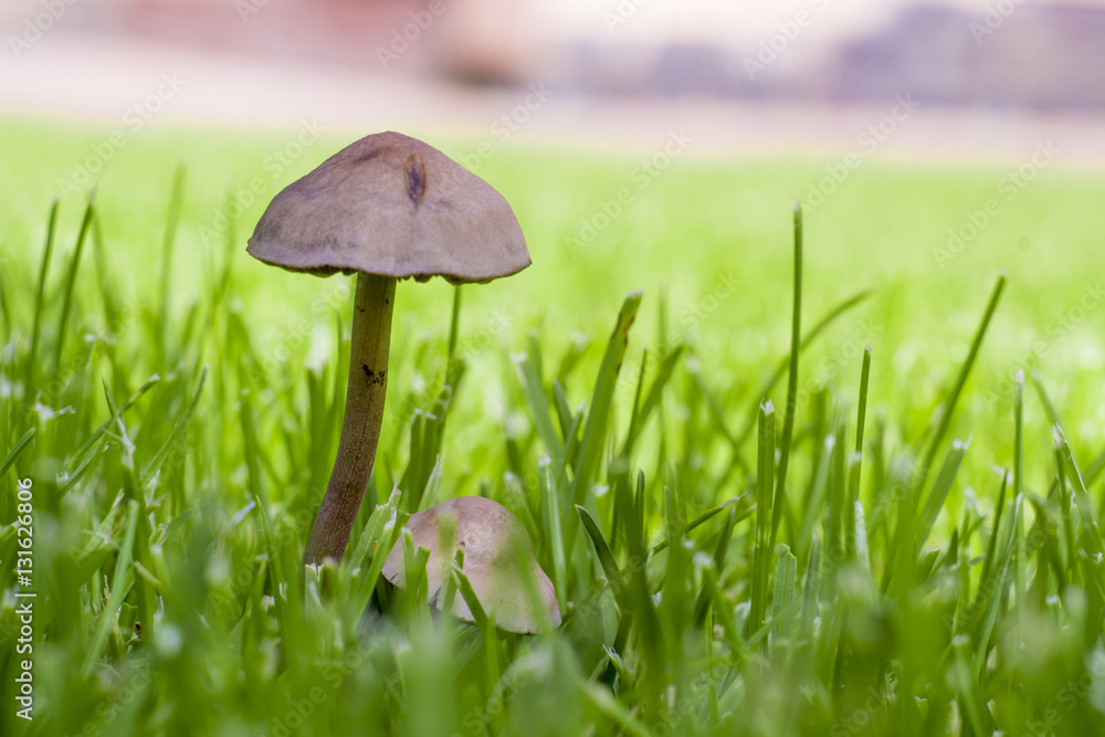 Two non-edible mushroom in the grass Two non-edible mushroom in the grass