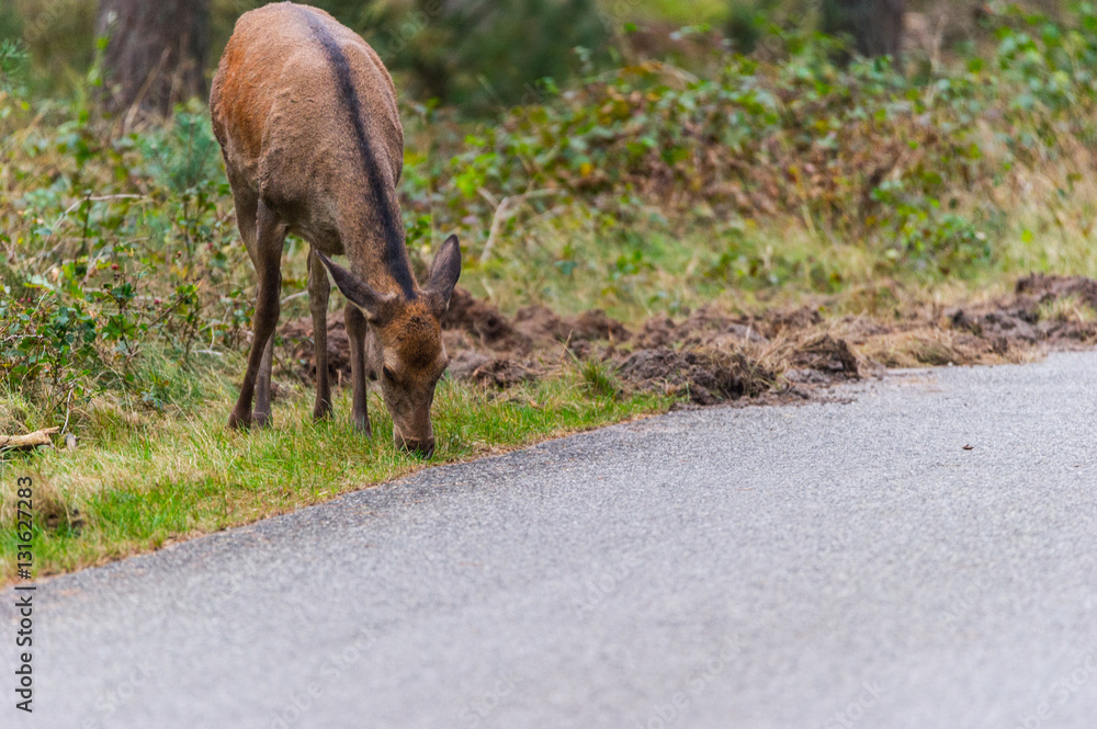 Obraz premium Rothirsch grast am Rande der Straße des Nationalparks De Hoge Veluwe