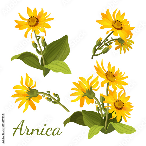 Arnica floral composition. Set of flowers with leaves, buds and branches. photo