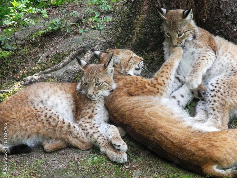 Fototapeta premium Luchsfamilie kuschelt (Lynx lynx) im Wald