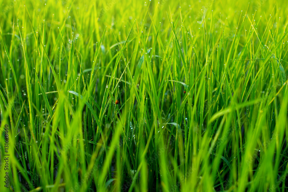 Rice Field in Morning with Natural Golden Sunbeam and Droplet on leaf, Closeup and Depth of field Rice Field in Morning with Natural Golden Sunbeam and Droplet on leaf, Closeup and Depth of field