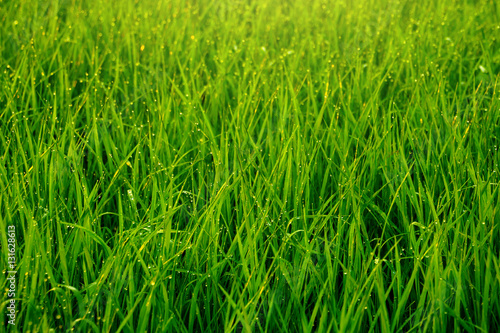Fototapeta Naklejka Na Ścianę i Meble -  Green Grass Field with Dew Drop in Morning, Soft Focus and Dramatic Filter Effect