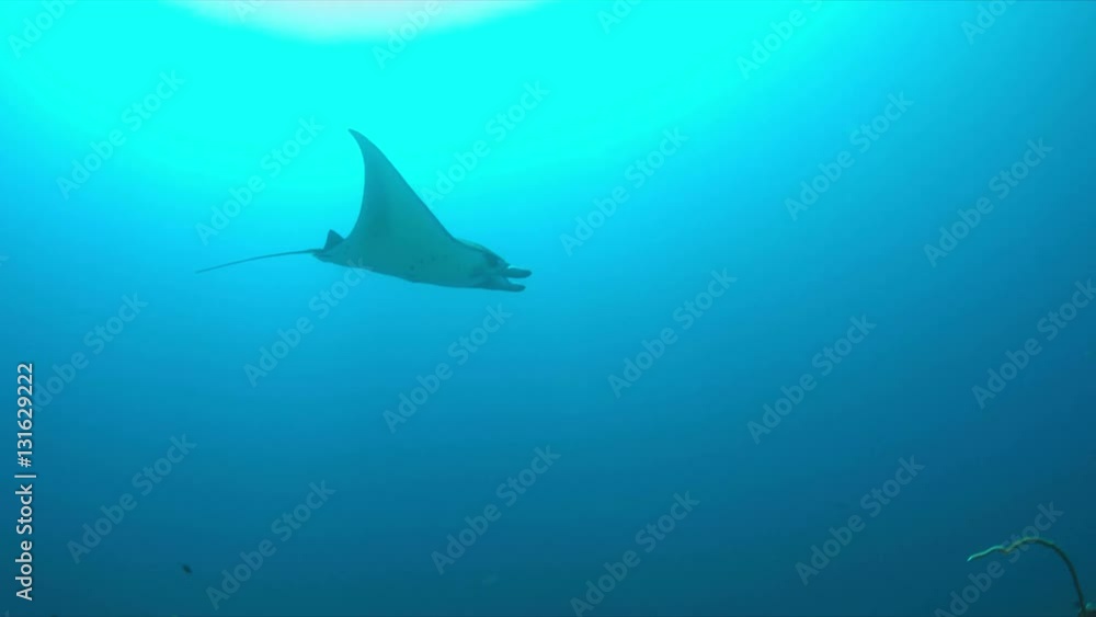 Manta ray swims in blue water with a light current. 4k footage Manta ray swims in blue water with a light current. 4k footage