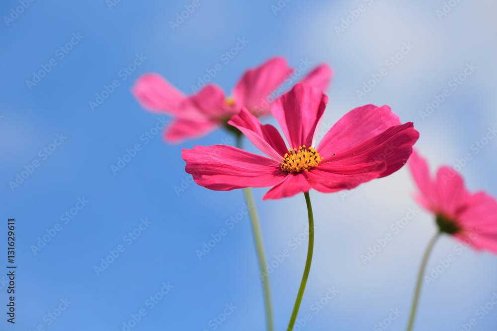 Cosmos flowers contrasting with the red sky in the morning. Cosmos flowers contrasting with the red sky in the morning.