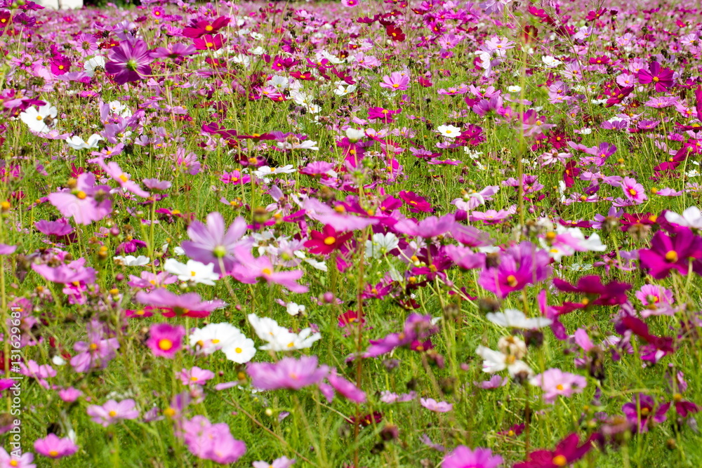 cosmos multicolored flowers in a meadow in the morning sun. cosmos multicolored flowers in a meadow in the morning sun.