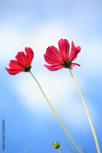 Cosmos flowers contrasting with the red sky in the morning.