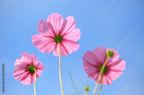 Cosmos pink flowers contrasting with the sky in the morning.