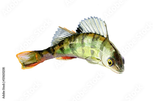 Watercolor single perch fish isolated on a white background illustration.