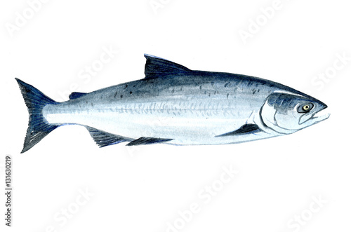 Watercolor single salmon fish isolated on a white background illustration.