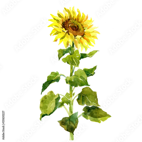 Watercolor single sunflower isolated on a white background illustration.