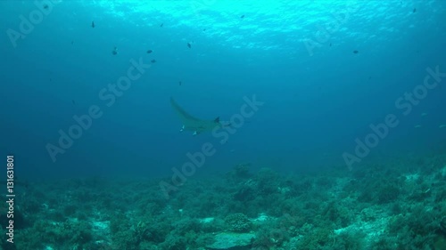 Wallpaper Mural Manta ray swims on a colorful coral reef. 4k footage Torontodigital.ca