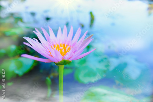 This beautiful Pink water lily or lotus flower blooming on the water with fog effect in garden,Thailand. Selective and soft focus with blurred background.