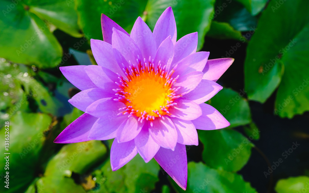 Top view of beautiful purple water lily or purple lotus flower blooming on the water in garden,Thailand. Selective focus with blurred background. Top view of beautiful purple water lily or purple lotus flower blooming on the water in garden,Thailand. Selective focus with blurred background.