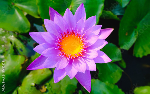 Top view of beautiful purple water lily or purple lotus flower blooming on the water in garden,Thailand. Selective focus with blurred background.