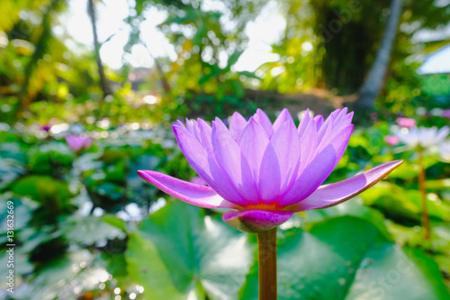 This beautiful purple water lily or lotus flower blooming on the water in garden Thailand. Selective and soft focus with blurred background.