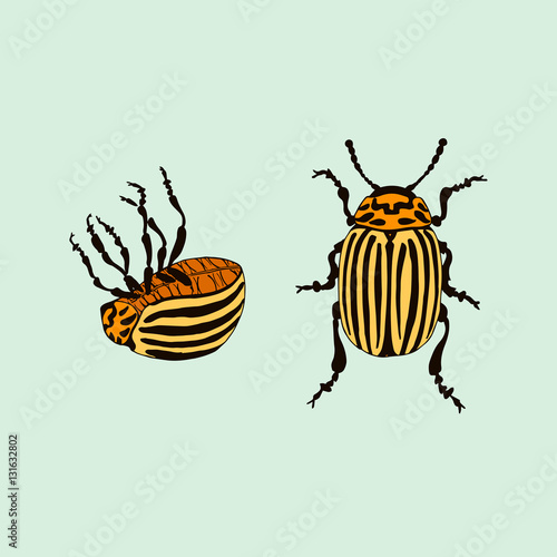 Vector Colorado potato beetle (leptinotarsa decemlineata)