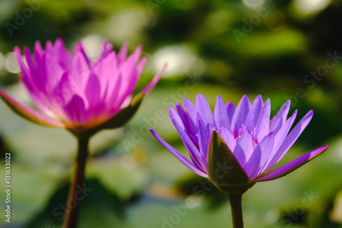 This beautiful purple water lily or lotus flower blooming on the water in garden,Thailand. Selective and soft focus with blurred background.