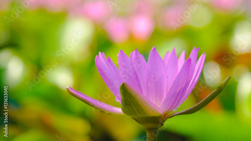 This beautiful Pink water lily or lotus flower blooming on the water in garden Thailand. Selective and soft focus with blurred background.